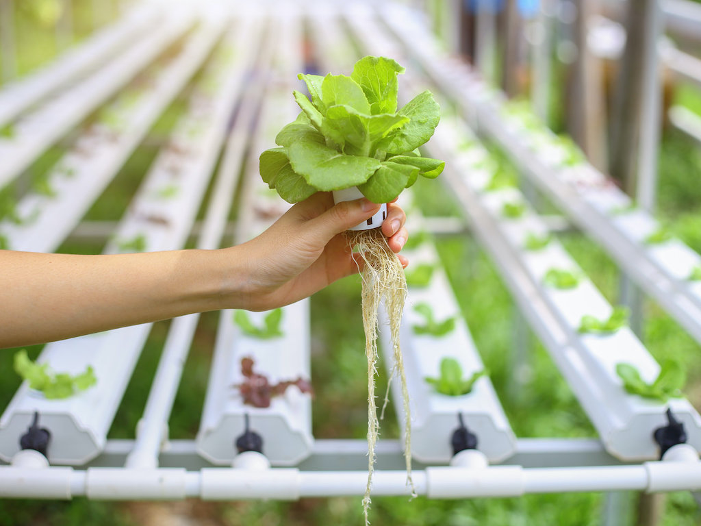 Know More About Hydroponics